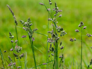 Cocksfoot ( Latin- Dactylis glomerata ) is a species of perennial herbaceous plants of the genus Cocksfoot ( Dactylis ) of the family Poaceae