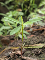 Small Green Plant Sprout Growing Nature Soil Outdoors Tiny Leaves