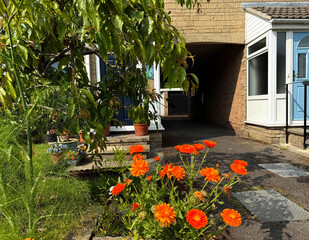 Vivid orange flowers frame a stone entrance, their glow softened by greenery. A shadowed pathway...