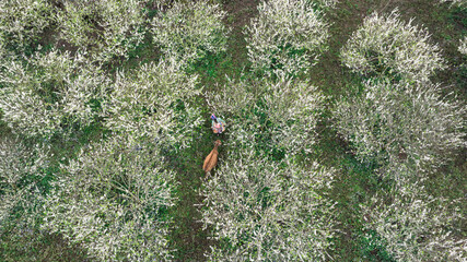 Spring on Moc Chau plateau with white plum blossom forests. Photo taken in Moc Chau on December 28,...