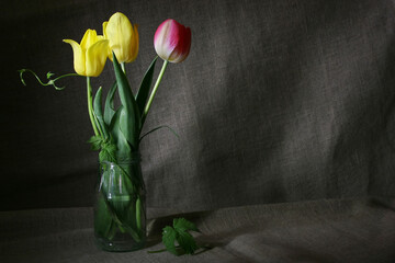 Floral background. Three tulips in a jar with water on a gray background