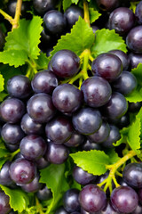 Fototapeta premium plump grapes with a purplish-black hue, some still on the stem. 