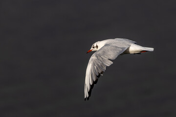 Black-headed Gull (Chroicocephalus ridibundus) at Broadsmeadow Estuary, Dublin – Common in Irish wetlands
