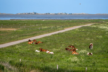 Junge Rinder liegen auf einer Weide an der Nordsee