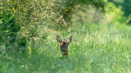 Fototapeta premium Ein Reh im Gras