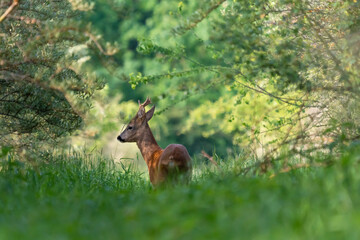 Ein Rehbock in einer Waldlichtung