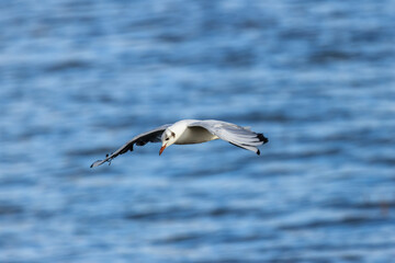 Black-headed Gull (Chroicocephalus ridibundus) at Broadsmeadow Estuary, Dublin – Common in Irish wetlands