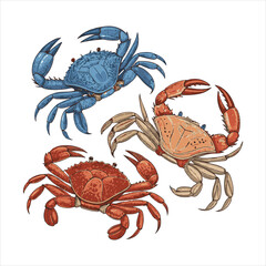 crab  Vector