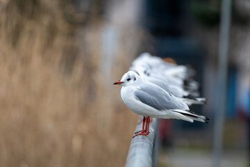 Black-headed Gull (Chroicocephalus ridibundus) at Broadsmeadow Estuary, Dublin – Common in Irish wetlands