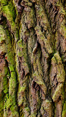 Vertical Tree Bark with Moss Close-Up for Climate Action, Forestry Advocacy, and Ecological Campaigns
