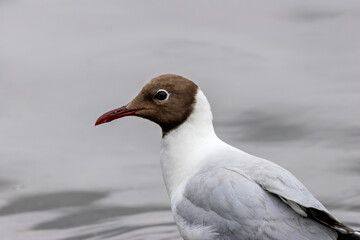 Black-headed Gull (Chroicocephalus ridibundus) at Broadsmeadow Estuary, Dublin – Common in Irish wetlands