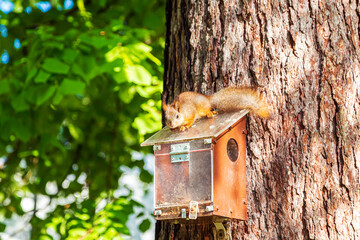 Cute European red squirrel explores a tree feeder.