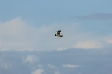 Black-headed Gull (Chroicocephalus ridibundus) at Broadsmeadow Estuary, Dublin – Common in Irish wetlands