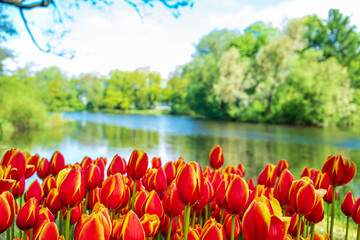 Blooming multicolored tulips on the bank of the pond in the park.