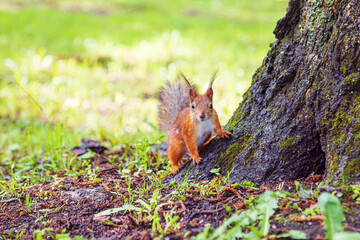 Cute European red squirrel jumping on a tree.