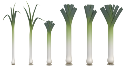 Leeks Growth Stages: From Seedling to Harvest, Transparent Background Images