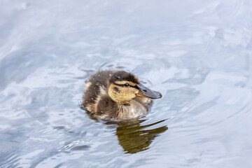 Baby Mallard (Anas platyrhynchos) in St. Anne's Park, Dublin – Common in Irish wetlands