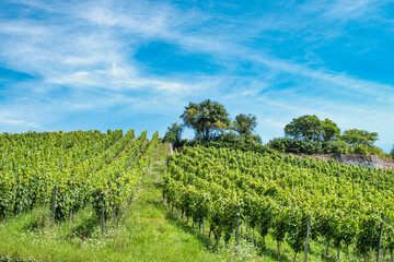 View over the vineyards of Johannisberg under a blue and white sky