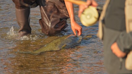 Fisherman in waders unhooking Pacific Salmon catch from the line. Fishing game and sport for anglers. Spawn and migrating of Chinook salmon season on the river. Salmon run to lay roe or eggs.