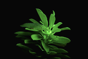 Grasshopper (Locusts) perch on cactus leaves. Insects resemble leaves