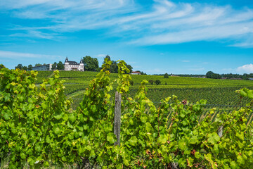 View over the vineyards of Johannisberg under a blue and white sky