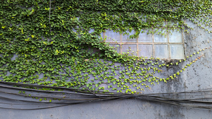 Green vines covering a gray wall with glass block window and black cables