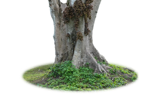 Goolar Fig tree  isolated on white background