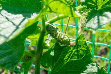 Cucumbers growing on a vine in a sunny garden during summer season in a well-tended vegetable patch