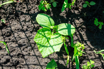 Green seedling growing in soil under a grid shadow in a sunny garden during springtime