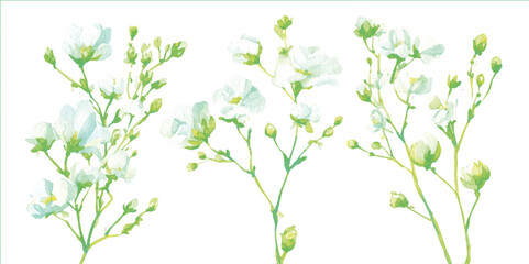 Gypsophila flowers isolated on white background.  Tree branches with beautiful flowers on white background, banner design