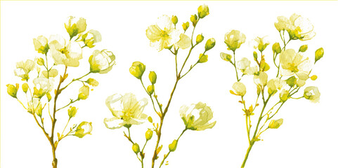 Gypsophila flowers isolated on white background.  Tree branches with beautiful flowers on white background, banner design