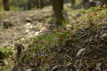 Maple tree leaves and seasonal features
