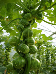 Close up view of green striped round gourds growing on a vine in a greenhouse with green leaves on 