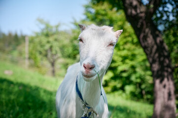 Obraz premium Goat on the green summer meadow.