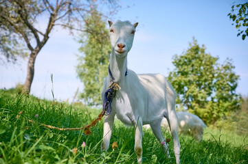 Fototapeta premium Portrait of a funny goat on the green summer meadow.