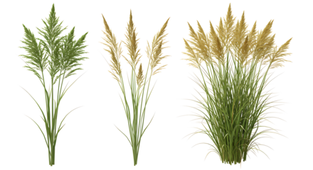 Set of frontal Prairie dropseed Sporobolus heterolepis and Calamagrostis acutiflora (Karl Foerster) grass isolated png on a transparent background perfectly cutout high resolution