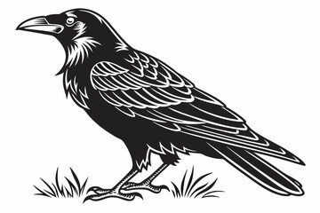 rook bird sihouette black vector