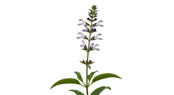 Set of Mexican bush sage (Salvia leucantha) frontal isolated png on a transparent background perfectly cutout high resolution
