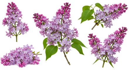 Set of Plectranthus mona lavender and Lavandula pinnata flowering frontal isolated png on a transparent background perfectly cutout
