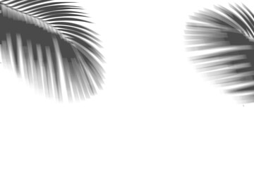 coconut shadow isolated white background