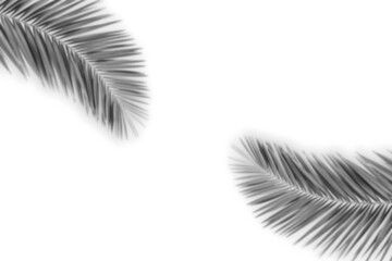 Palm leaf shadow on the corner of transparent background png