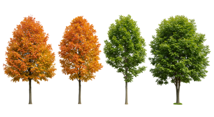 Set of street medium summer and autumn various trees frontal isolated png on a transparent background perfectly cutout
