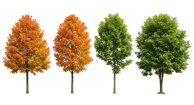 Set of street medium summer and autumn various trees frontal isolated png on a transparent background perfectly cutout
