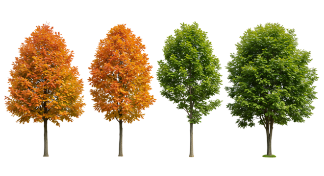 Set of street medium summer and autumn various trees frontal isolated png on a transparent background perfectly cutout
