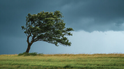A windswept tree on a grassy field with a dark cloudy sky in the background on a stormy day outdoors on 