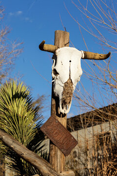 Hackberry, Arizona, United States. Route 66. Bird nest in cowskull.