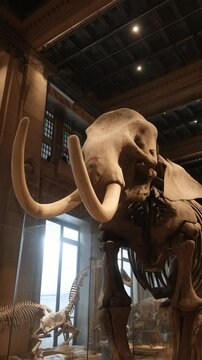 Mammoth skeleton on display in exhibition space with mounted bones, science learning ancient history and natural science education