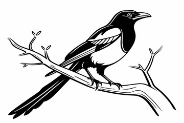 magpie sihouette black vector