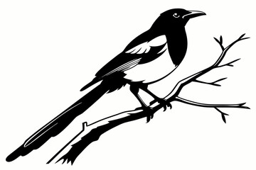 magpie sihouette black vector