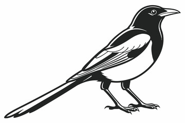 magpie sihouette black vector